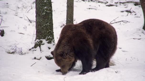 Two Brown Bears Snowy Forest Beginning Winter Bears Hibernation — Vídeo de stock