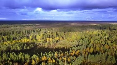 Drone footage Aerial view of swamp in autumn. Evening lights and autumn colors in the swamp.