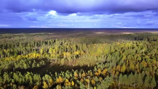 Drone Footage Aerial View Swamp Autumn Evening Lights Autumn Colors — Stock videók