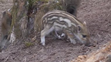 Four wild boar piglets play and fight to determine the hierarchy. Wild boar piglets in summer.