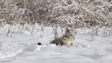 Funny spotted dog in the snow. Happy Shelter dog running.