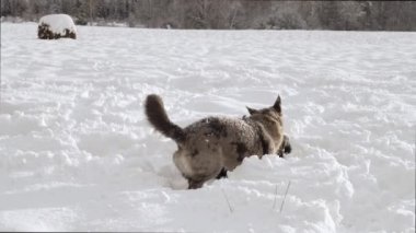 Two mixed breed dogs playing in a snowy field on a sunny winter day. A black and spotted dog is playing.