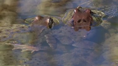 Yumurtlama döneminde bir grup sıradan kurbağa. Suda, kurbağa yumurtalarının arasında.
