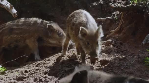 Wild Boar Piglet Searches Food Plays Moss Close High Quality — Vídeo de Stock