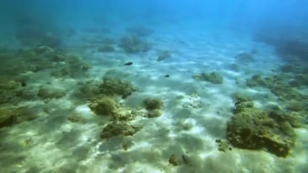 汚染された海と海 海と海の破片 古い金属缶はギリシャの地中海にあります 高品質4K Prores映像 — ストック動画