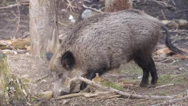 Wild Boar Sus Scrofa Inspring Looking Food Close European Nature — Vídeos de Stock