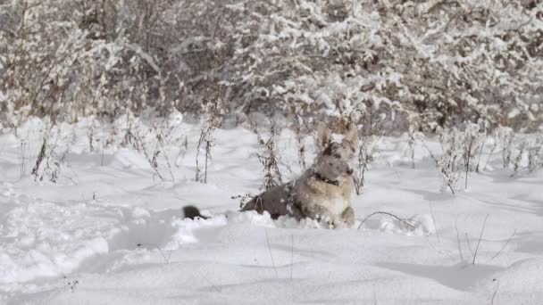 Funny Spotted Dog Snow Happy Shelter Dog Running — Video