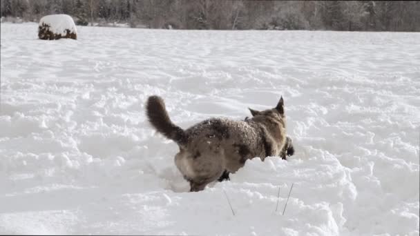 Two Mixed Breed Dogs Playing Snowy Field Sunny Winter Day — Stockvideo