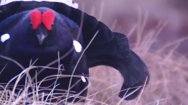 Lekking Black Grouse Male Grouse Bog Black Grouse Close Portrait — Video