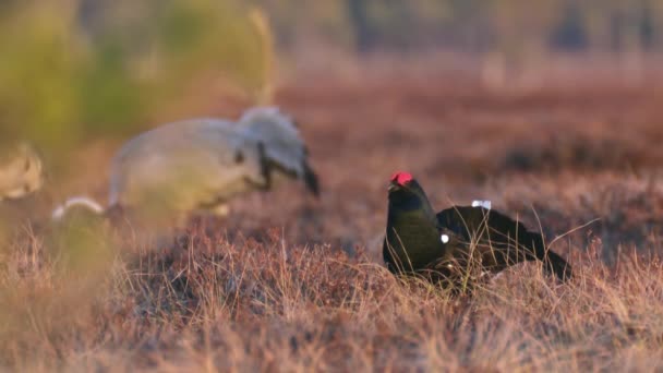 Lekking Black Grouse Male Bog Group Cranes Background Black Grouse — Vídeo de Stock