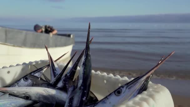 Commercial Fishing Baltic Sea Garfish Belone Belone Stacked Plastic Box — Vídeo de stock