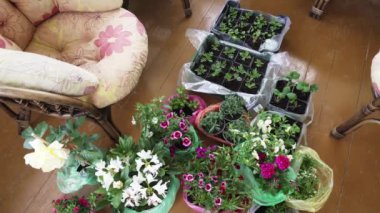 Various Colorful flowers on the terrace on the floor, before planting in the beds. Verbena blooming, Verbena hybrida. Alyssum flowers, Lobularia maritima.