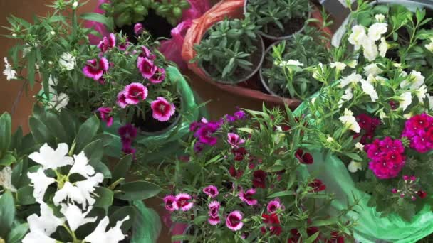 Various Colorful Flowers Terrace Floor Planting Beds Verbena Blooming Verbena — Vídeo de Stock