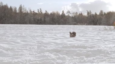 Funny spotted dog in the snow. Happy Shelter dog running. High quality Slow motion FullHD footage
