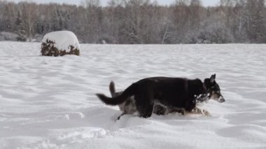 Two stray dogs. Two dogs are wandering around the countryside in sunny winter day, looking for food, sniffing the ground. Dogs friendship slow motion. High quality FullHD footage