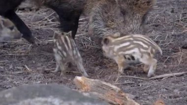 Four wild boar piglets are eating, fighting and playing. European nature.