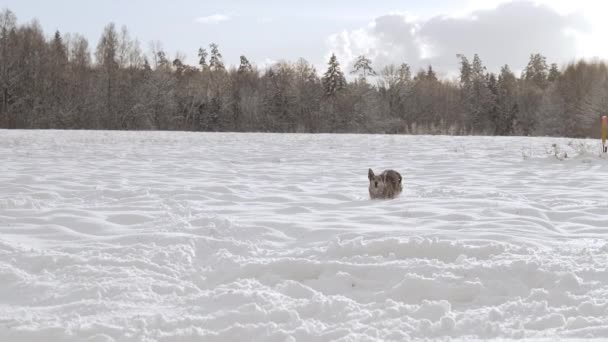 Funny Spotted Dog Snow Happy Shelter Dog Running High Quality — 图库视频影像