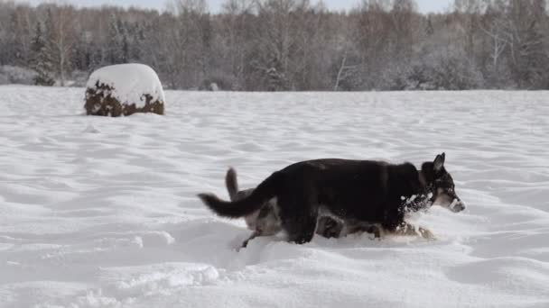 Two Stray Dogs Two Dogs Wandering Countryside Sunny Winter Day — Stock video