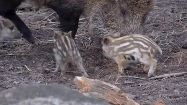 Four Wild Boar Piglets Eating Fighting Playing European Nature — Vídeos de Stock