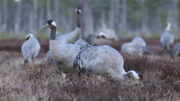 Group Cranes Grus Grus Feeds Rests Marsh Spring Migration — Vídeo de stock