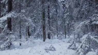 Drone flight in an old boreal spruce forest in winter. Cold winter morning.