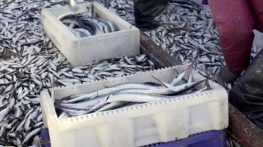 Commercial fishing in the Baltic Sea. Garfish belone belone stacked in a plastic box after fishing.