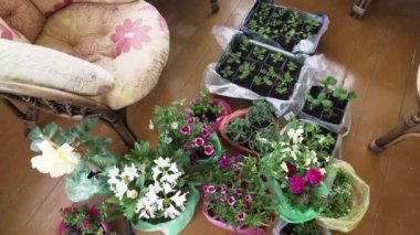 Various Colorful flowers on the terrace on the floor, before planting in the beds. Verbena blooming, Verbena hybrida. Alyssum flowers, Lobularia maritima.