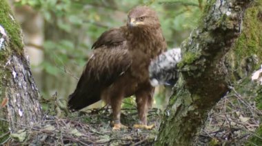 Lesser spotted eagle in nest with chick. Lesser spotted eagle Aquila pomarina nest in old natural forest. A bird of prey in a tree. European nature. Eagle mother with her child.