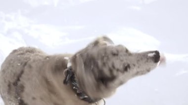 Funny spotted, Mixed Breed dog in the snow shakes its head. Happy Shelter dog.