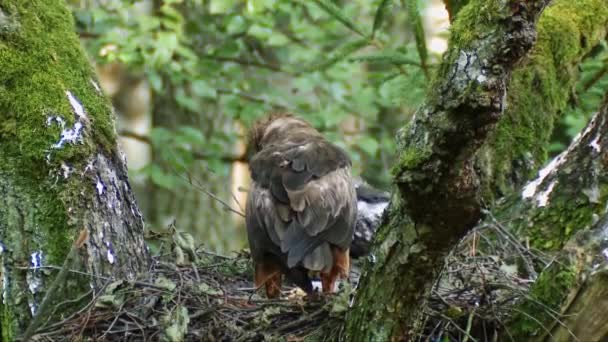 Lesser Spotted Eagle Nest Chick Lesser Spotted Eagle Aquila Pomarina — Stockvideo