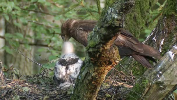 Lesser Spotted Eagle Nest Chick Lesser Spotted Eagle Aquila Pomarina — Stock video