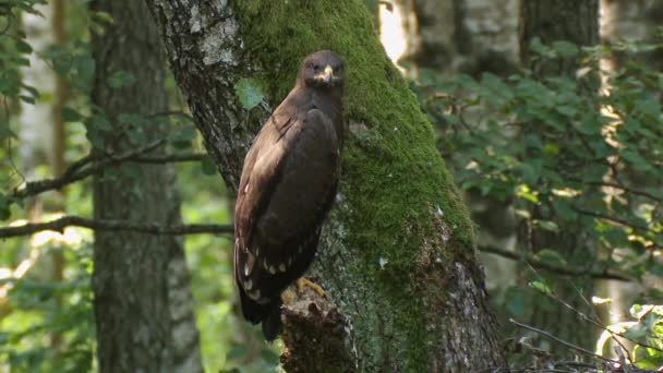 Juvenile Lesser Spotted Eagle Sits Branch Nest Spreads Its Wings — Video Stock