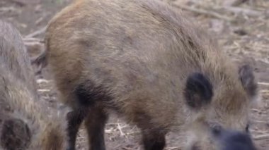 Wild boar Sus scrofa family with piglets are eating, fighting and playing. European nature.