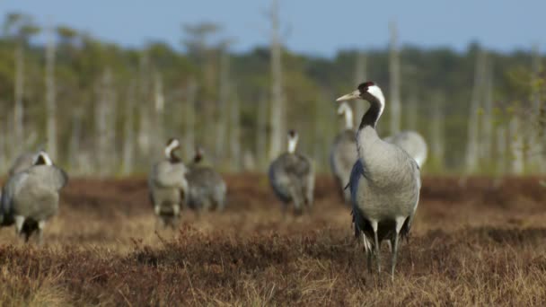 Group Cranes Grus Grus Feeds Rests Marsh Spring Migration — Stockvideo