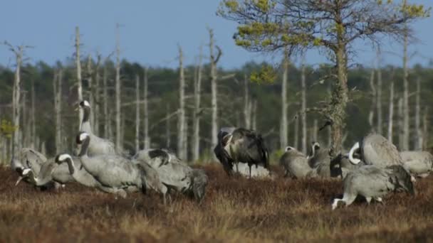Group Cranes Grus Grus Feeds Rests Marsh Spring Migration — Stockvideo