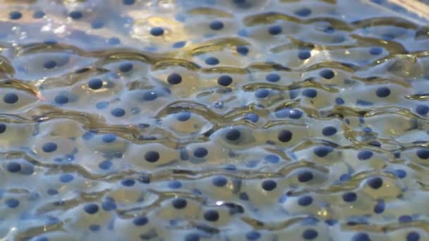 テンポラリアのカエルの産卵 一般的なカエルの卵 — ストック動画
