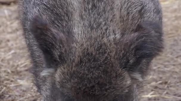 Close Wild Boar Sus Scrofa Pig European Nature — Stock Video
