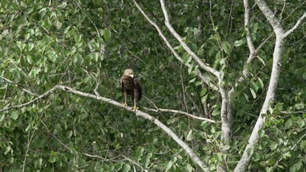 Summer Lesser Spotted Eagle Sits Tree Hunts — Stock Video
