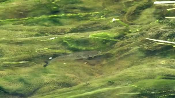Fish Swims Shallow Clear Water Aquatic Weeds — Stock video