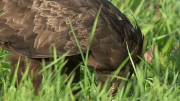Lesser Spotted Eagle Aquila Pomarina Super Close Lesser Spotted Eagle — Stockvideo