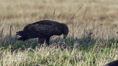 Az görülen benekli kartal Aquila Pomarina. Bahar sabahı yerde oturup ölü bir kuşu yemek. Kartal kanatlarını sallıyor, etrafa bakıyor ve kargalarla yemek için savaşıyor..