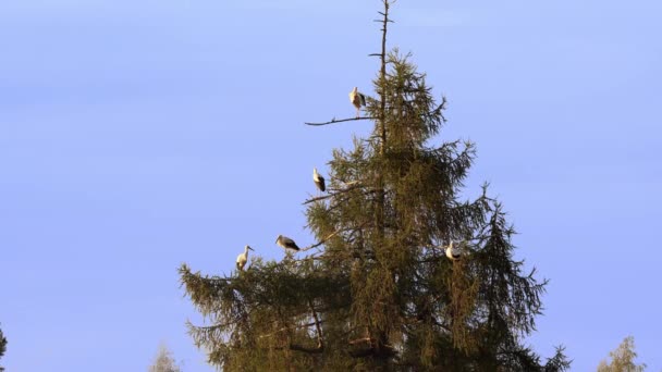Δέκα Λευκοί Πελαργοί Ciconia Ciconia Κάθονται Ένα Νεκρό Δέντρο Τακτοποιώντας — Αρχείο Βίντεο