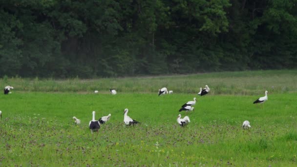 Twenty White Storks Walking Meadow Feeding European Nature Green Meadow — Stockvideo