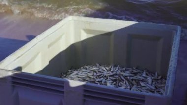Baltık Denizi 'nde ticari balıkçılık. Baltık ringalarını balık tuttuktan sonra plastik bir kutuya yüklüyorlar. Arka planda balık ve deniz olan plastik bir kutu..