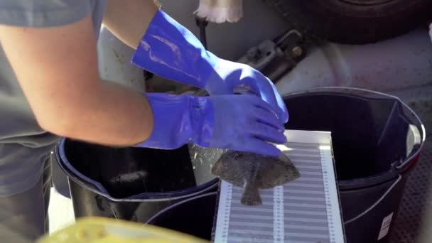 Male Scientist Fisherman Measuring Flounder Ruler Scientific Work Baltic Sea — Vídeo de stock