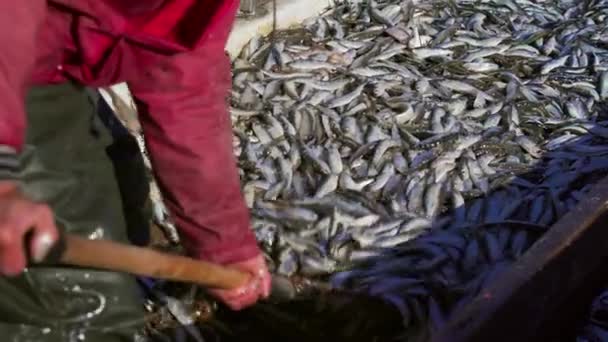 Baltık Ringaları Bir Balıkçı Teknesinin Güvertesinde Çok Sayıda Balık Avlıyor — Stok video