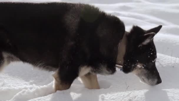 Ένας Μαύρος Σκύλος Ράτσας Περπατάει Μέσα Στο Χιόνι Και Χώνει — Αρχείο Βίντεο