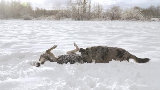 Dwa Mieszane Psy Grające Zaśnieżonym Polu Słoneczny Zimowy Dzień — Wideo stockowe