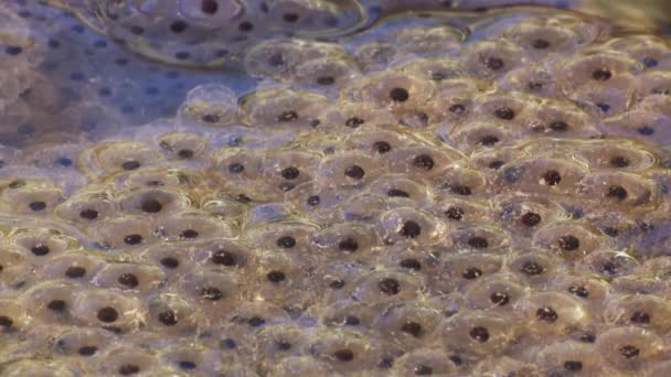 Frog Spawn Rana Temporaria Common Frog Egs — Stock Video