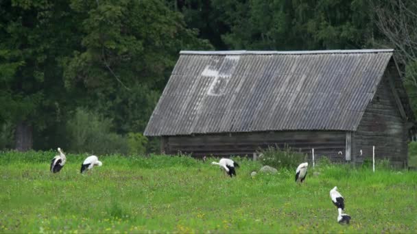 Twenty White Storks Walking Meadow Feeding European Nature Green Meadow — стокове відео